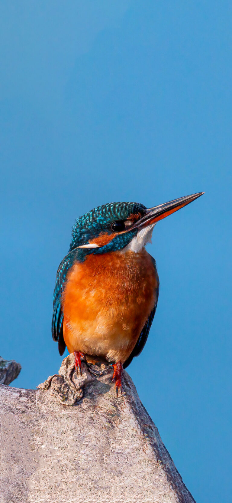 Default wallpaper of KingFisher