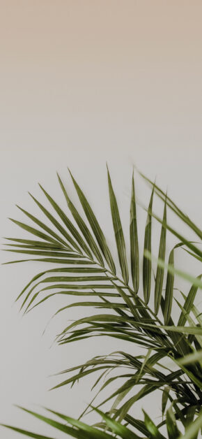 Palm Leaf