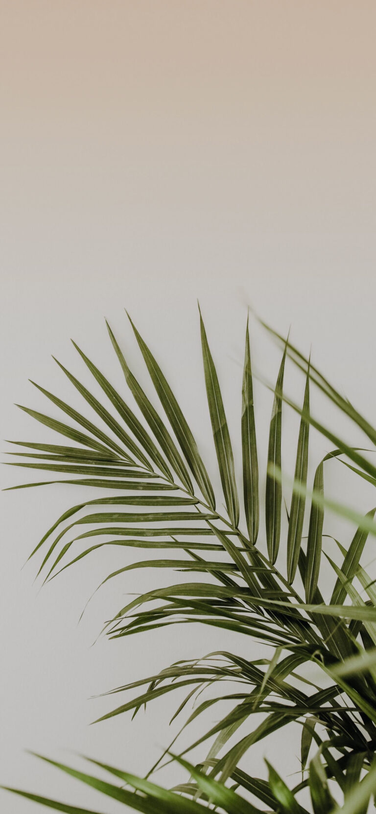 Default wallpaper of Palm Leaf