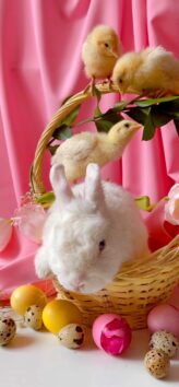Easter - Bunny & Chickens | LIVE Wallpaper