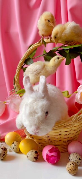 Easter – Bunny & Chickens | LIVE Wallpaper
