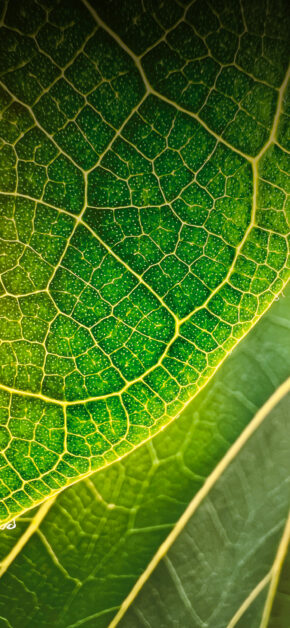 Shot on iPhone Winner – Macro Challenge – Jirasak Panpiansin
