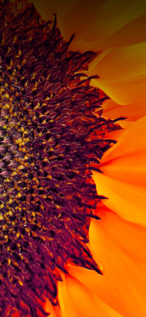 Shot on iPhone Winner – Macro Challenge – Abhik Mondal