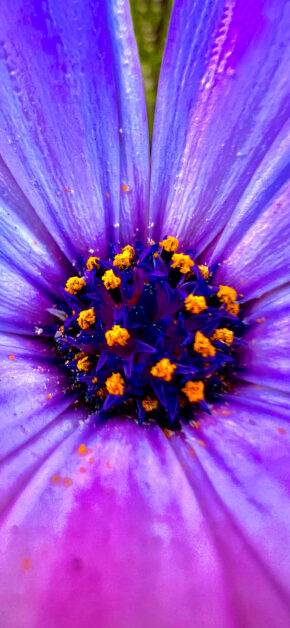 Fiore Macro
