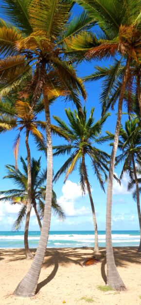 Palm Beach | LIVE Wallpapers
