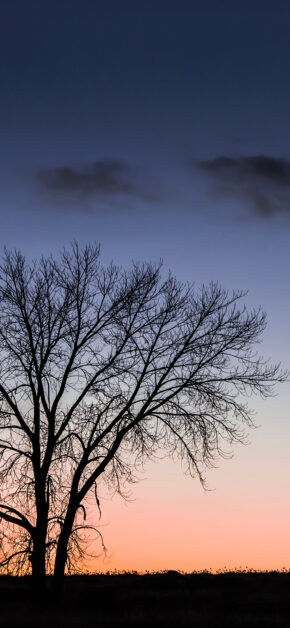 Three Silhouette