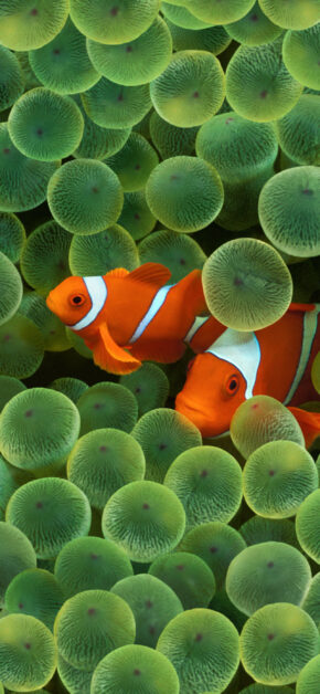 Clownfish – Original iPhone Wallpaper, remastered in iOS 16