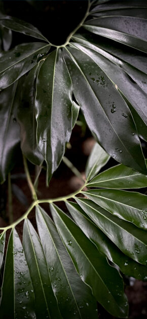 Leaves