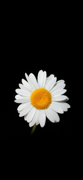 Camomile
