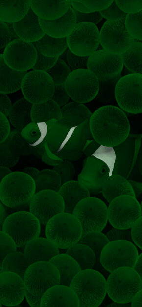 Clown Fish – Dark Mode Modd