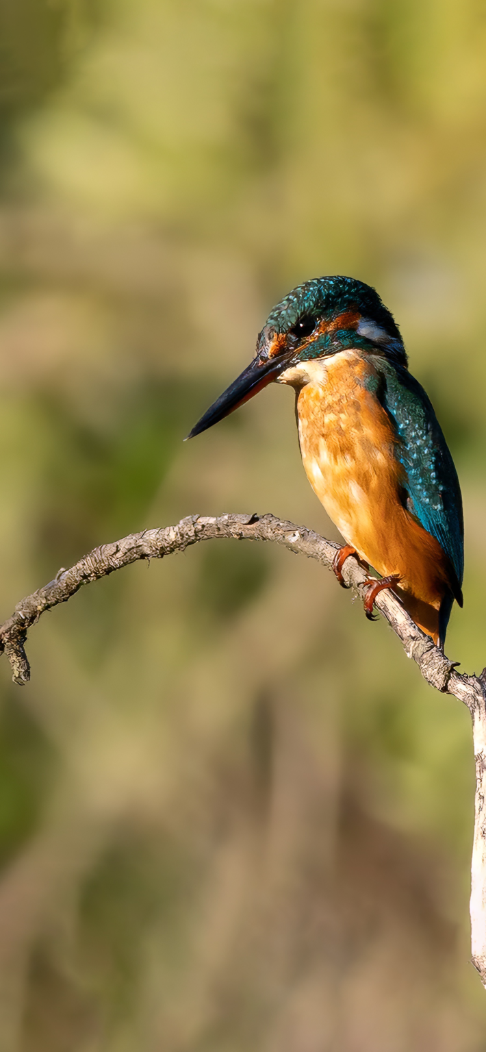 KingFisher | Depth Effect - Wallpapers Central