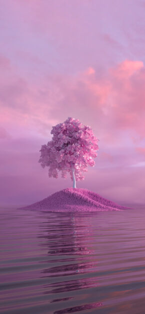 Pink Sakura