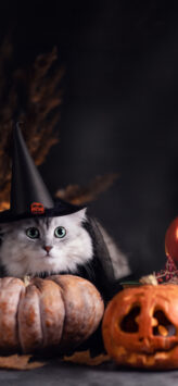 Sfondo Black Hat Cat Pumpkin | Halloween