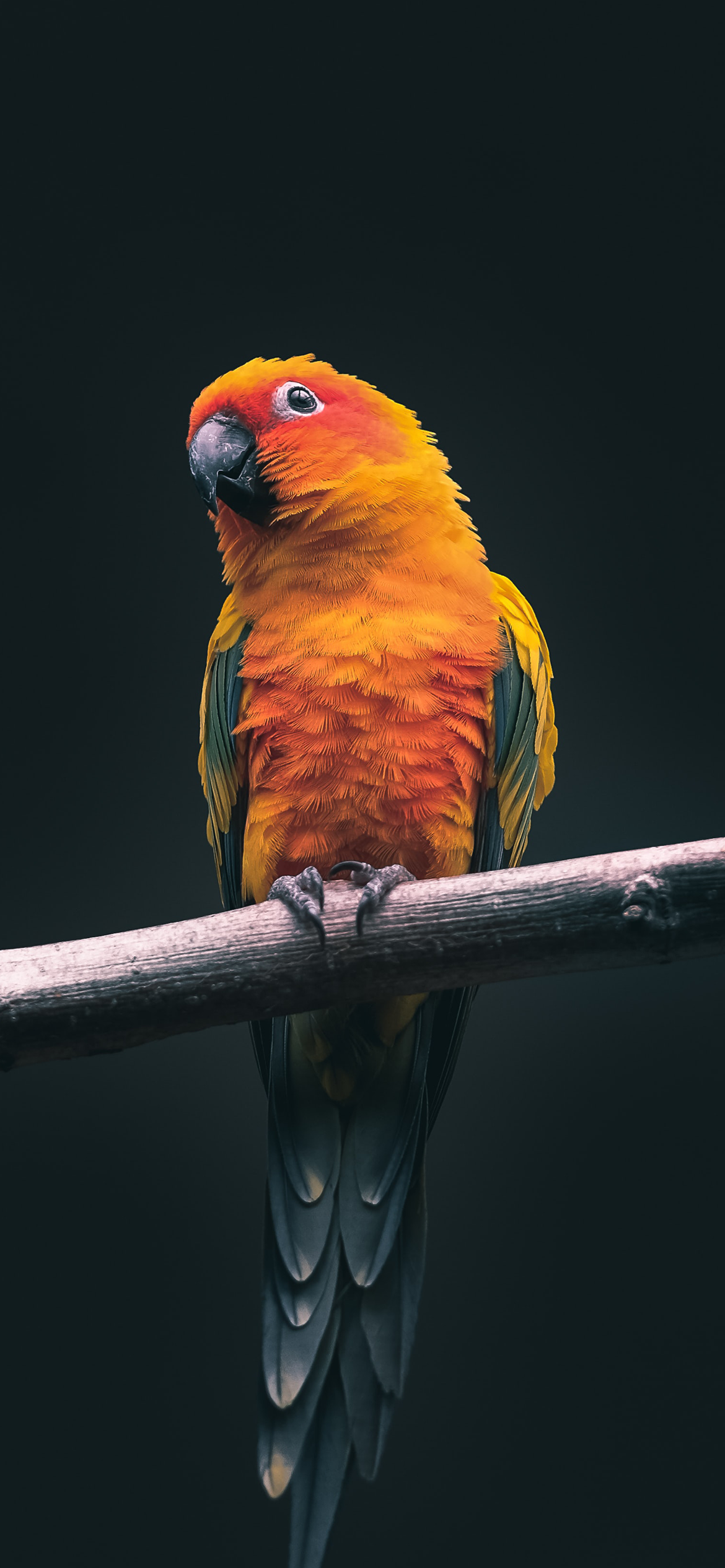 3D Parrot Images – Browse 6,040 Stock Photos, Vectors, and Video | Adobe  Stock
