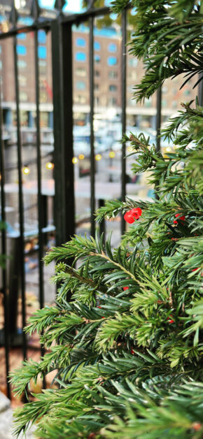 Christmas Holly