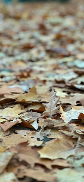 Autumn in Turin