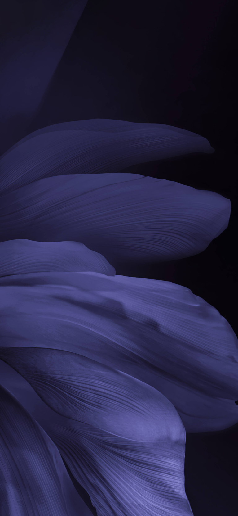 Awesome Purple Flower in Dark | Depth Effect - Wallpapers Central