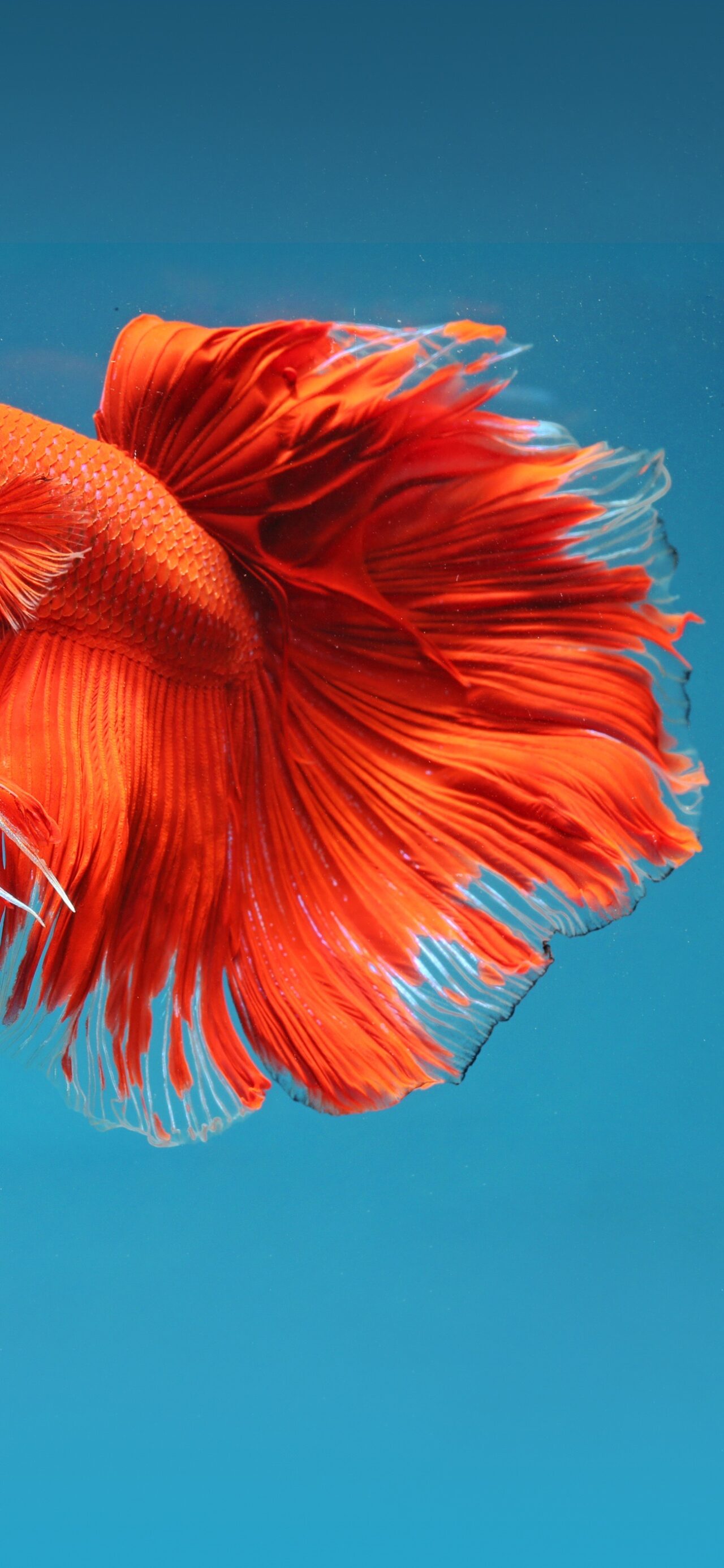 Red and blue betta fish stock photo Image of moving  145227106