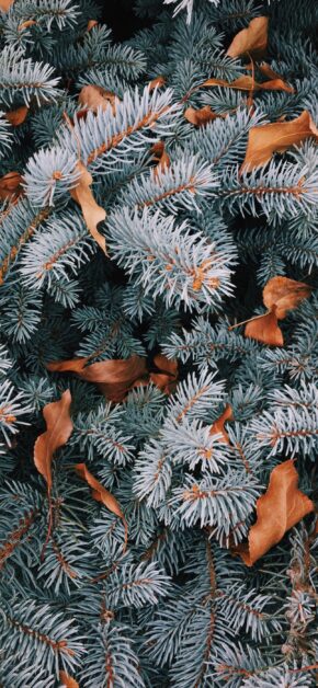 Christmas Fir Tree