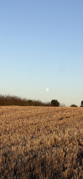 Moon Field
