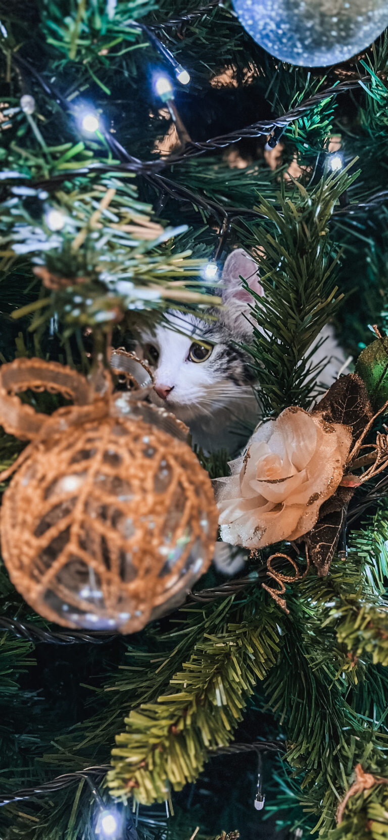 Default wallpaper of Xmas Cat