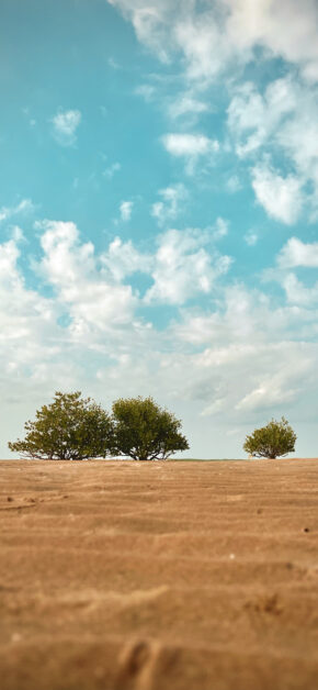 Mangrove