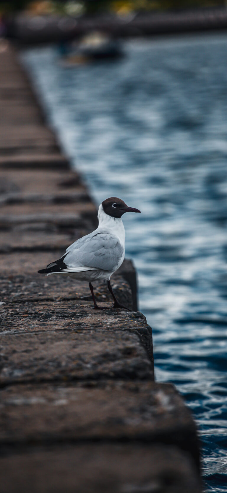 Default wallpaper of Bird