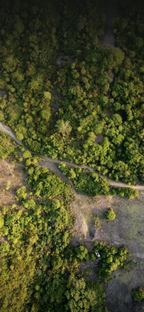 Forest in Romania