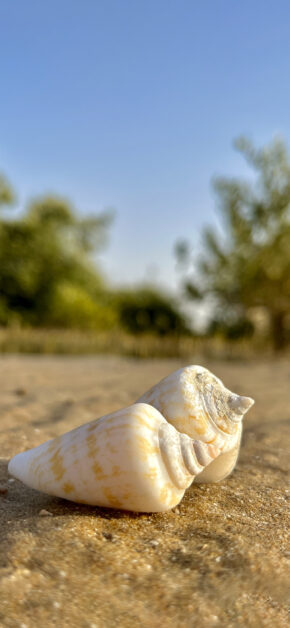 Shell
