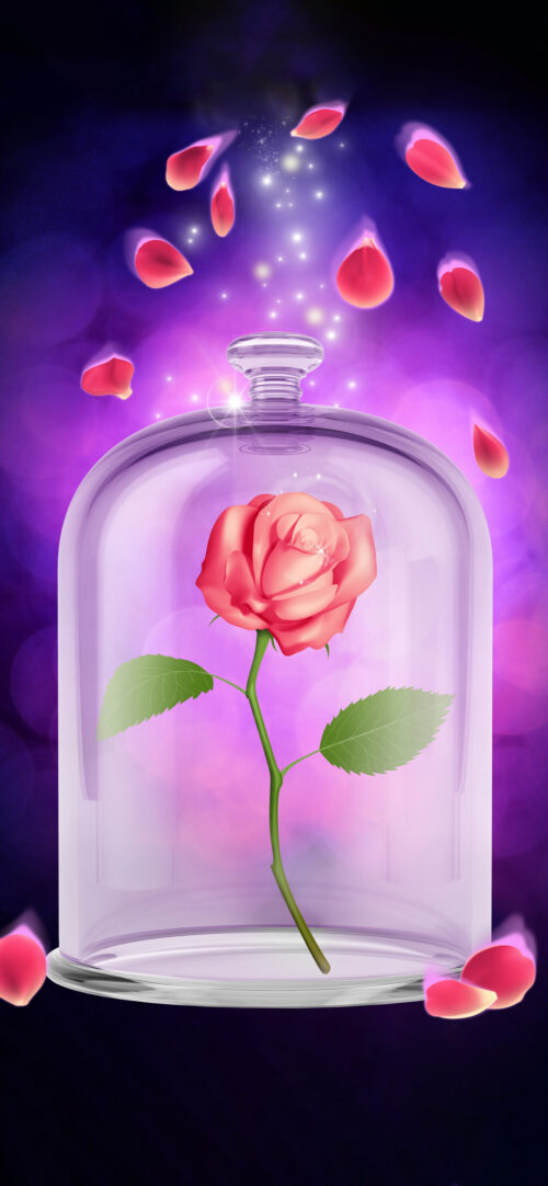 Beauty and Beast Rose | Valentine's Day