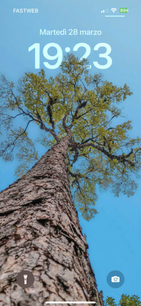 Himalayan Tree