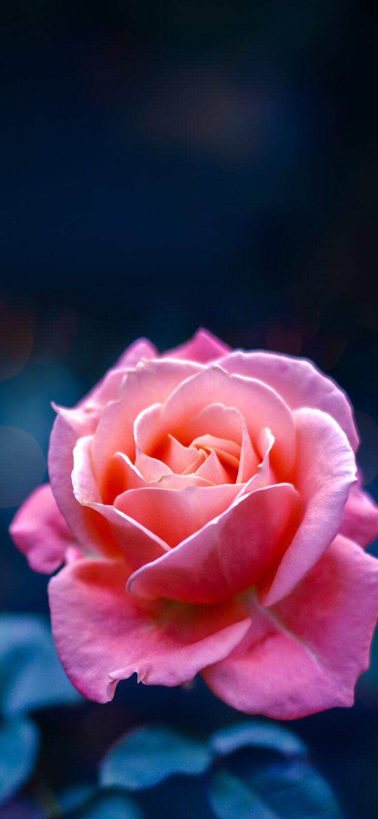 Default wallpaper of A Rose for Mommy