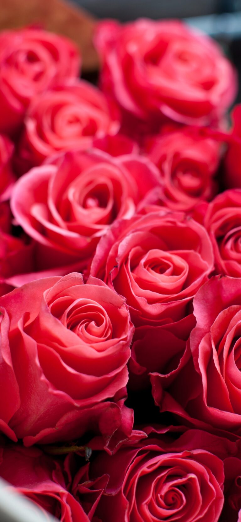 Default wallpaper of Red Roses