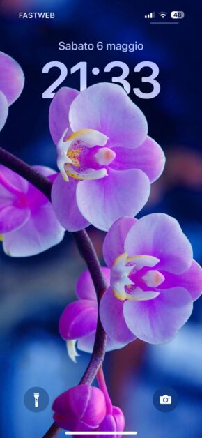 Purple Phalaenopsis | Depth Effect