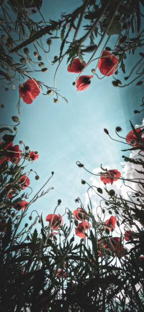 Poppy