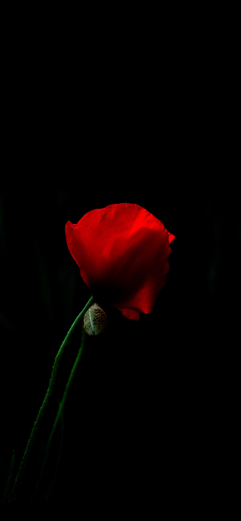 Default wallpaper of Poppy Flower