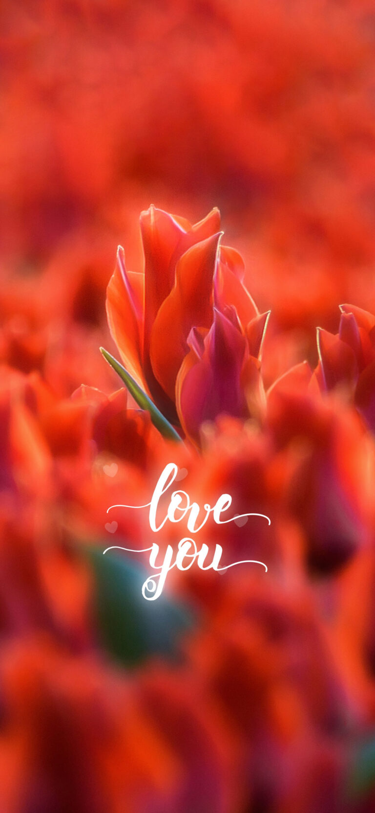 Default wallpaper of Love you