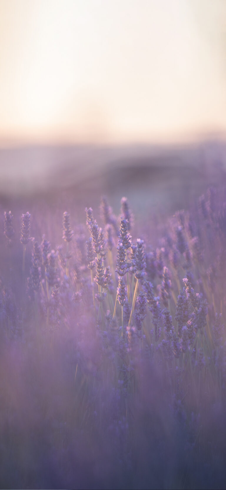 Default wallpaper of Lavender