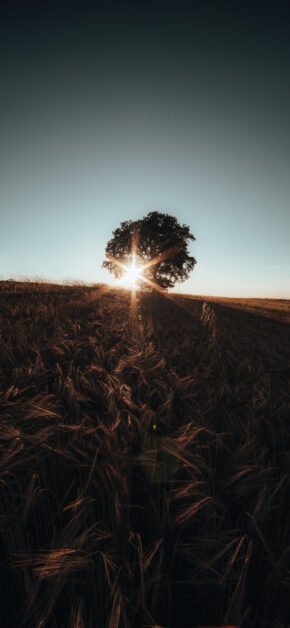 Sunset Field