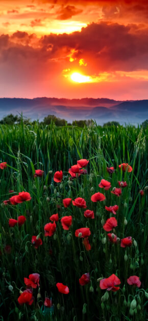 Poppy