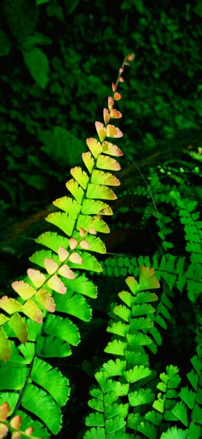 Green Fern Leaf