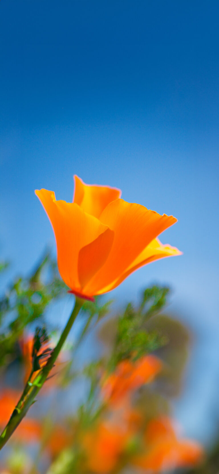 Default wallpaper of California Poppy (hidden in iOS 17)