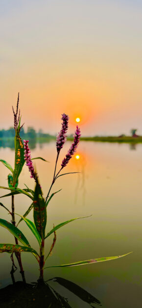 Neture Flowers