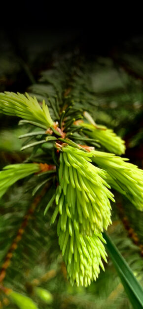 Pine