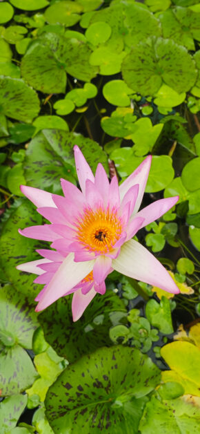 Lotus