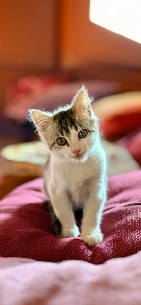 Soft Kitty