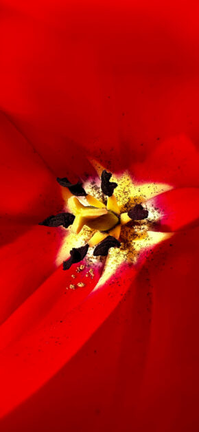 Red Flower Blooming