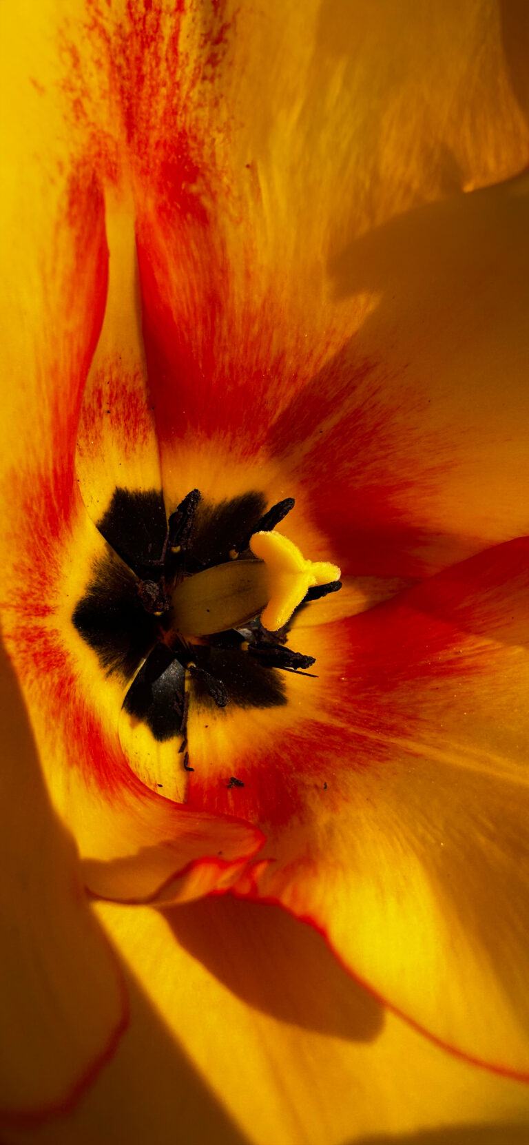 Default wallpaper of Yellow Flower Blooming