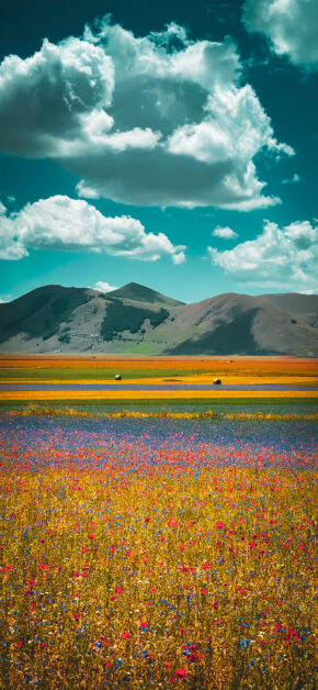 Summer Flowers