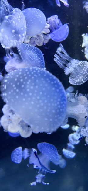 Medusas